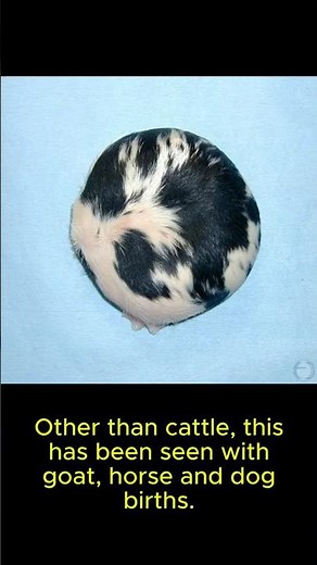 Animal Anomaly: Amorphous Globosus