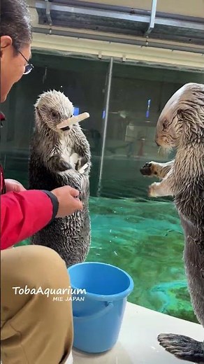 《鳥羽水族館》メイちゃんキラちゃんキャッチ＆リリースでわかる個性 #ラッコ #ラッコのメイちゃん #ラッコのキラちゃん #鳥羽水族館