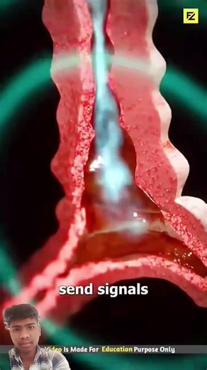 How an inhaler work (3D animation)