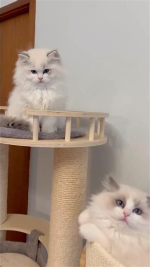 Ragdoll Kittens Final Goodbye 🐱 Maple and Shilla #ragdolls #kittens
