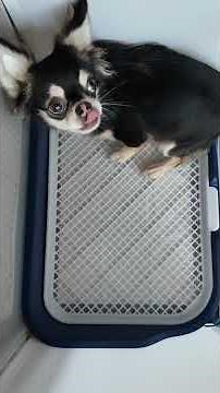 Seven Scared Chihuahuas Facing the World Ep46