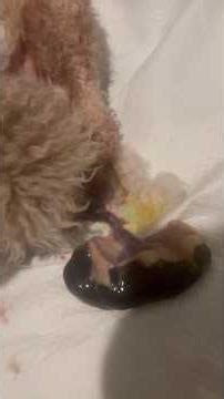 Puppy birth of a cockapoo #puppy #puppybirth #cockapoo #fyp