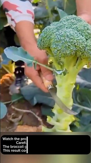Harvesting Fresh Broccoli 🥦 Straight from the Garden!