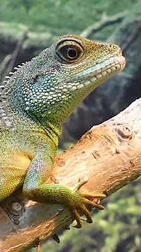 7 LİZARD FACTS YOU'VE NEVER HEARD BEFORE!