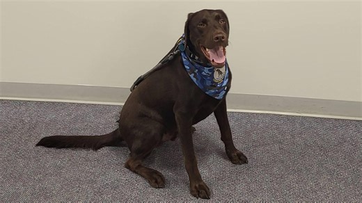 Baxter, Maine's first official comfort dog, was left in car for 4 hours on day he died, DA says