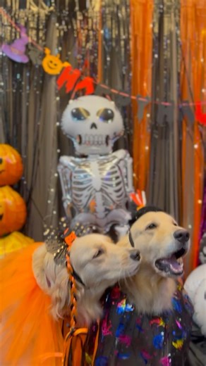 Golden Retriever Halloween Party 👻🎃💀 #Goldenretriever #Halloween2023 | Million Travel Dlogger