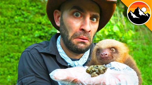 Surprising discoveries about sloths