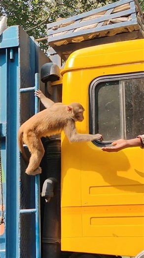 Wild friendships : Man feeds monkey from truck! 🍌❤️