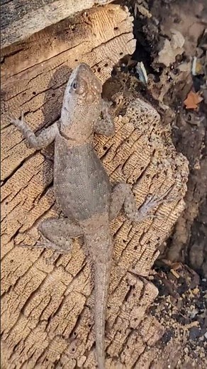 Conhecida:calango, catenga e lagartixa (ou lagartixa-de-muro, lagartixa-preta e lagartixa-de-jardim)
