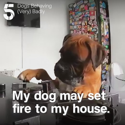 Dre the Boxer almost blew the house up the last time he was left on his own 🏠💥 Can Graeme The Dogfather handle this unusually destructive pup? 🐶 📺 Dogs Behaving (Very) Badly, Tuesday 8pm | Channel 5