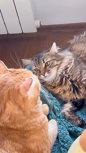 The fanny cat :) #Fanny #fannypack #fannypacks #fannyday #fannyveyrac #fannypacklife #fannycat #fannyvideo #fannybag #fannytime #fannypackswag #fannyfunny #fannyhall #fannydance #fannybuild #fannyface #fannybrice #fannymariettelifestyle #fannypackin #fannymaurer #fannyfaces #fannys #fannypacksquad #fannymia #fannymarte #fannyfunfacts #fannyfunnyid #fannypacktravel #fannyj #FannyLu | Amber Lindner