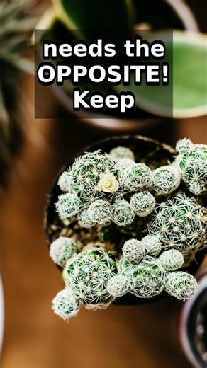 Your CACTUS is DYING from TOO MUCH HUMIDITY! (Desert Secret Revealed)