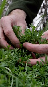 This is cleavers, sticky willy, goosegrass… whatever name you know it by. It’s a scrambling spring green that weaves all over the place covered in tiny hooked hairs. Traditionally, it’s been valued for cleansing the lymph, cooling the body, and supporting kidney health. Pick it young when it’s tender for eating fresh. Let it grow a little older, and you can blend or brew it into a refreshing herbal tea. One of those wild plants that shows up right when you need it, and sticks with you in more wa