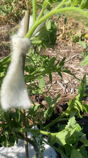 The wool plant ties are doing a great job holding up these tomato plants  If you are sick of using synthetic string and ties in your garden that just end up contaminating soil, consider switching to our wool plant ties. At the end of the growing season these can just be dug into the soil to feed the worms 缾 Buy online from @kingsseedsnz https://www.kingsseeds.co.nz/collections/accessories | Sustaina Grow | Facebook