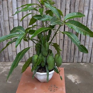 199K views · 1.5K reactions | Increase Mango Yield with Banana Trees | Diy Garden World | Facebook