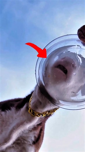 क्या आपने ऐसा पहले कभी देखा है 😱 #shorts