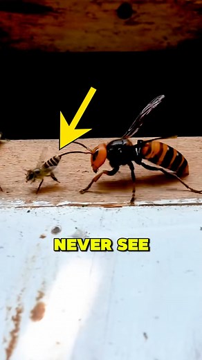 133K views · 275 reactions | How Do Bees Kill a Murder Hornet Without Stinging It? #fypシ゚viralシfypシ゚ | All In Hive | Facebook
