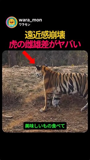 遠近感が狂うほどデカい！？トラのオスとメスの体格差が凄すぎる