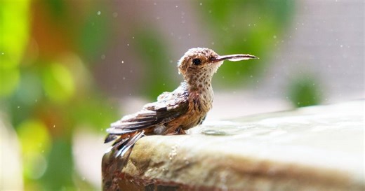 Hummingbirds of Hollywood