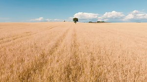 116K views · 101 reactions | Inside our production plant, making pasta isn’t just a process, it’s an art. Watch our Pasta Opera and see for yourself. | Barilla | Facebook