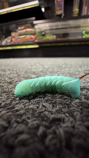 💦 Crunchy? Nope. Wiggly? Always. Nutritious? 100%. Hornworms are basically little water balloons of goodness for your scaly friends! BUT as amazing as they are always remember they are not a staple diet , offering a variety of feeder insects will ensure your reptile receives adequate nutrition . . . #reptiles #hornworm #skink #lizard #snake | LLLReptile & Supply