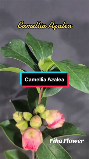 Beautiful Camellia Azalea Flowers for Your Home Garden