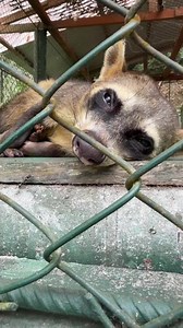 Mapache enfermo en Zoológico Unas | Paul TunQui