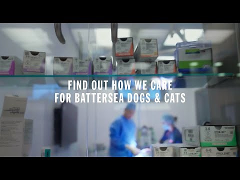 We're all in, for them | How We Care for Battersea Dogs and Cats
