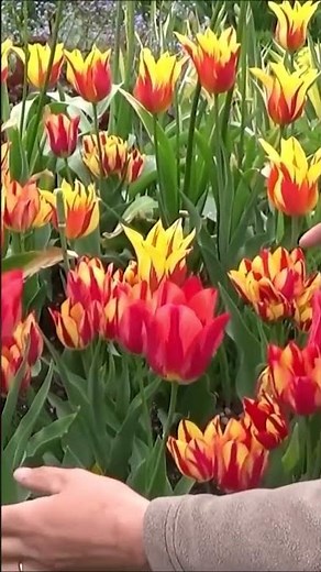 Tuto jardin: création massif de bulbes tulipes, alliums, narcisses, plantation. #shortsyoutube