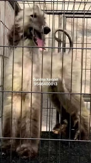 Blue Domino Afghan Hound Puppies Available For Show Homes 9548400013☎️ || Afghan Hound In India