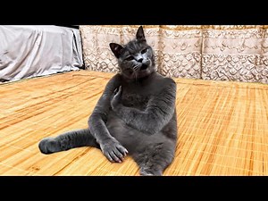 Cat Slapping Himself 👋 Cat Slaps Himself AI 🐈‍⬛ Cat Smacking Itself (4K Original Meme)