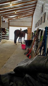 Zera got to work with one of our newer volunteers today (who has horse experience)…. We were able to see that Zera has become much better at expressing what she is comfortable with and what she isn’t- she has learned how to be much more polite with her “no”- which we fully appreciate. She is still looking for her forever person to build a relationship with! 💜 Help us rescue, rehabilitate, retrain and rehome! 💜 Donate online: www.northwindsequine.org 💜 via Venmo: @NorthWindsEquine💜 via Paypal