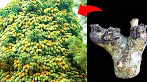 Best Idea!!! Great Unique Skill Grafting mango tree that get the Biggest fruit in a short time #naturelife #fruits #relax #farmlife #gardening #vegetables #fruit #satisfying #growtree #greenplant #fruitsfarmer #greenlife #videoviral #plantgrowing #virals #viralpost #viralpost #garden #fruits #farm #farmer #farming #unique #farmerlife #trees #technology | Dr. Rescue