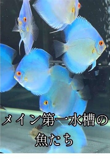 午後はのんびり過ごしています。#CapCut #ディスカス #ブルーダイヤモンドディスカス #苺屋ディスカス #アクアリウム #熱帯魚 #discus #aquarium #熱帯魚飼育 #ディスカス飼育