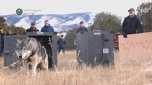 A historic day for Colorado and for the first time ever — we released five wolves, three males and two females, in Grand County today. The wolves were captured in Oregon where our veterinarians and biologists evaluated them, collected genetic material – tissue and blood samples – before fitting each with a GPS collar for tracking. The wolves were given vaccines and then placed in crates and flown to Colorado for their release into the wild. Today’s release fulfills the wish of Colorado voters wh
