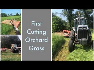 Cutting Orchard Grass - 1st Cutting 2023