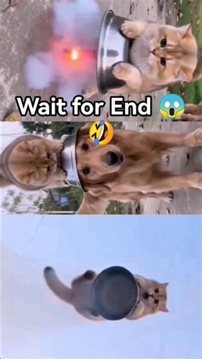 😱🤣🤔😂 “Watch This Video… Your Phone Might Slip From Your Hands #shorts #animals #trending #cat #dog
