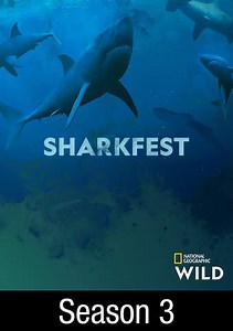 SharkFest: Hammerhead Invasion