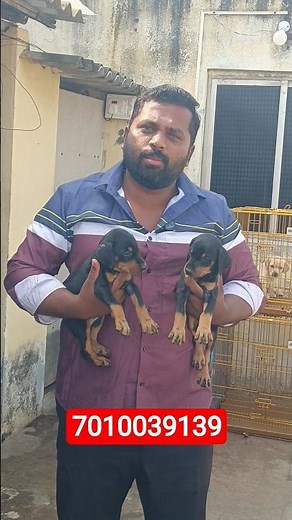 heavy size Doberman puppies available for sale