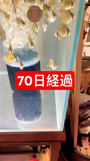 2025年12月28日【７０日経過】#shorts#aquarium #fish #アクアリウム#ディスカス #discus #breading