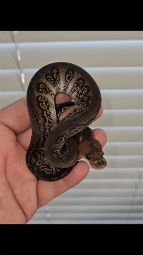BPM Reptiles on Instagram: "What a combo's produced by @rassie_bpmreptiles! I have to admit I have a thing for dark high contrast combo's because they simply age well! I will show a few new darkside combo's in the next few days. This is a Blackhead Stranger Clown pos Yellowbelly 🙄 A boy that will stay in my collection. It a fantastic platform to build insane combo's from! #ballpythonsofinstagram #ballpythonmorphs #ballpython ballpythonbreeding ballpythons clownballpythonprojects clowns clownbal