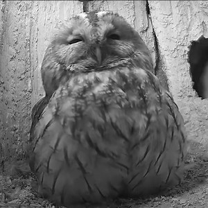12M views · 217K reactions | Tawny owls Luna & Bomber''s chicks are due to hatch any day now and Luna needs to keep up her energy levels up黎 Watch her gulp down a rat delivered by the ever-caring Bomber Watch them on my live cameras: https://www.robertefuller.com/live-cameras-fotherdale/ | Robert E Fuller | Facebook