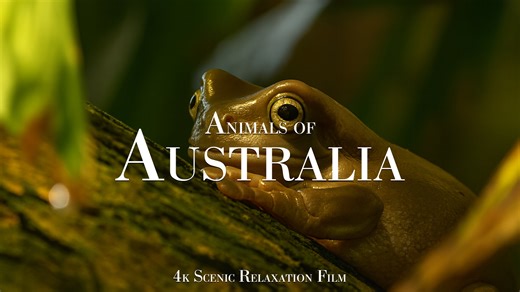A Journey Through Wildlife of Australia – Captured in 4K