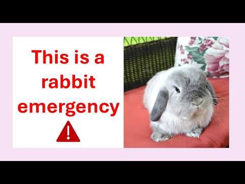 Is Your Rabbit Sick or Injured? Warning Signs You Should Never Ignore