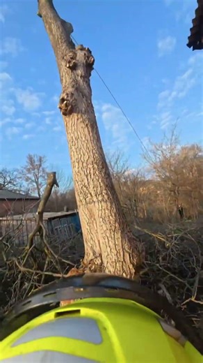 Tree Topping Expert in Action #ProArboristExtreme#ChainsawWork#TreeCutting#RealWork#ExtremeWork