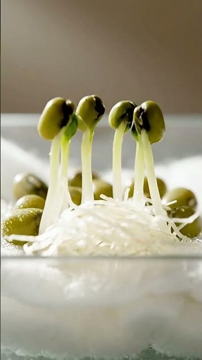 Germinating Seeds Without Soil