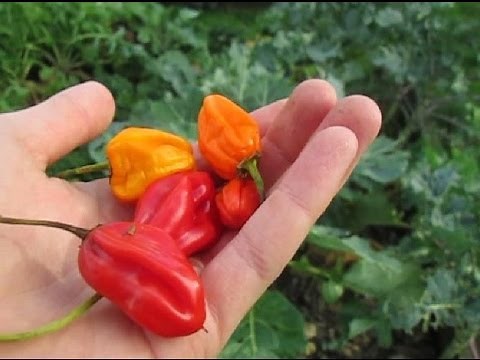 How to Make you Hot Peppers even Hotter in 3 Spicy Steps