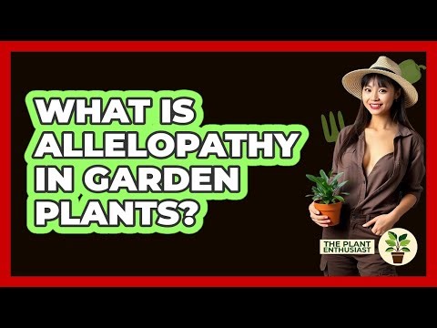 What Is Allelopathy In Garden Plants? - The Plant Enthusiast