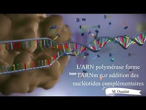 la Transcription de l'ADN en ARNm