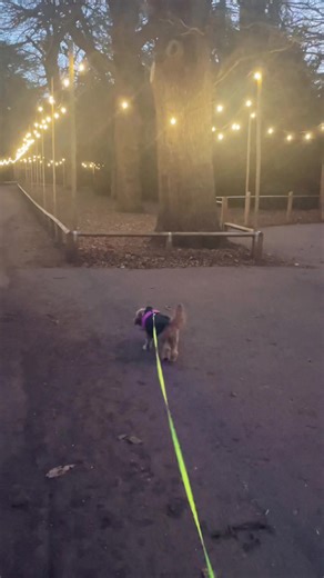 Early morning walks #nature #dogsoftiktok #cockapoooftiktok #dogwalk #cutedog